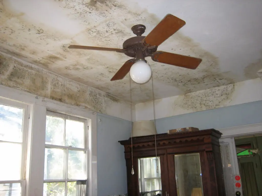 How To Clean Mold