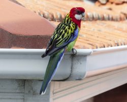 How to Clean Gutters On A Two-Storey House