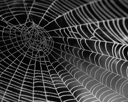 How to Clean Spider Webs From House Siding