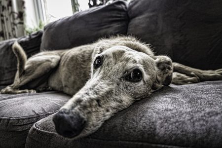 How To Clean Dog Pee From A Couch