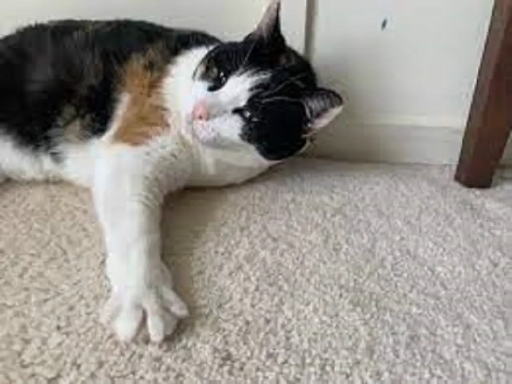 how to clean carpet of cat urine