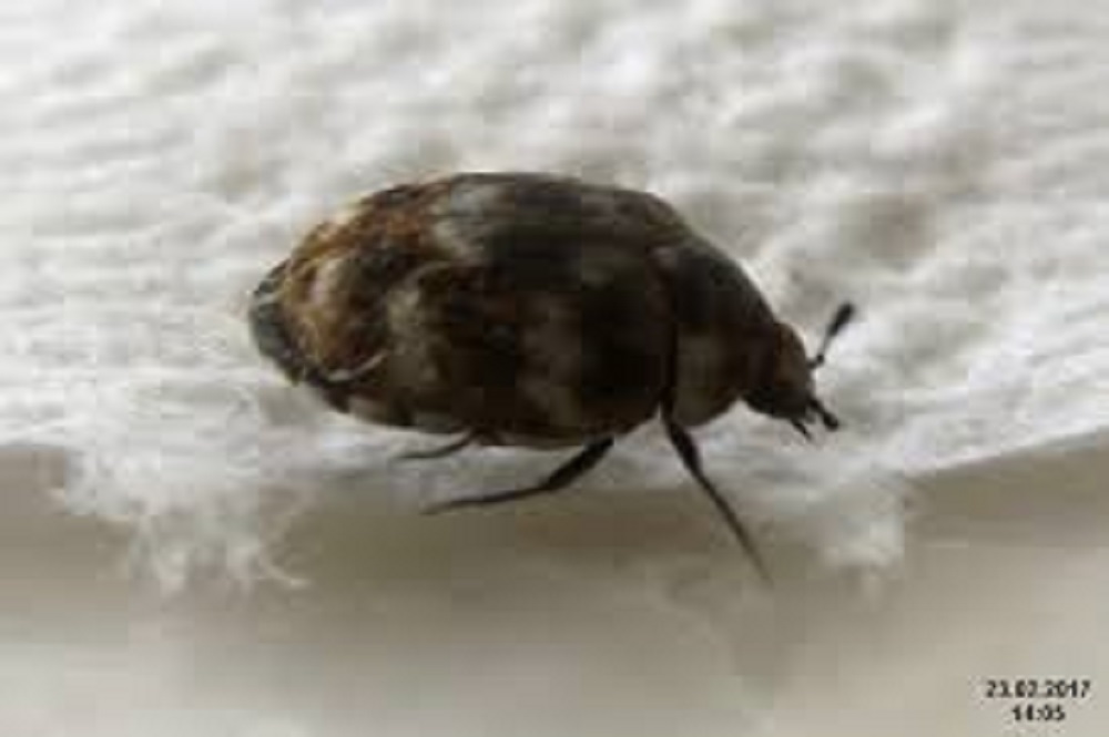 How to Clean Carpet Beetles: Your Step-By-Step Solution
