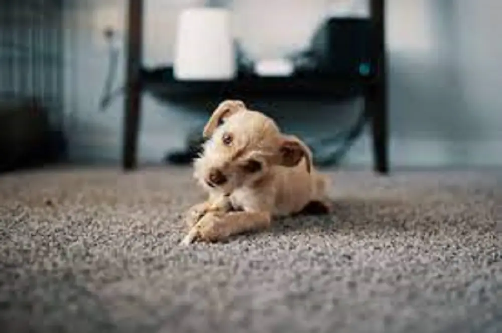 how to keep carpet clean with dogs