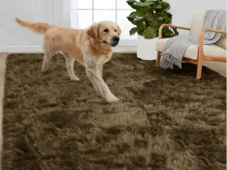 how-to-clean-carpet-after-dog-diarrhea-the-complete-guide