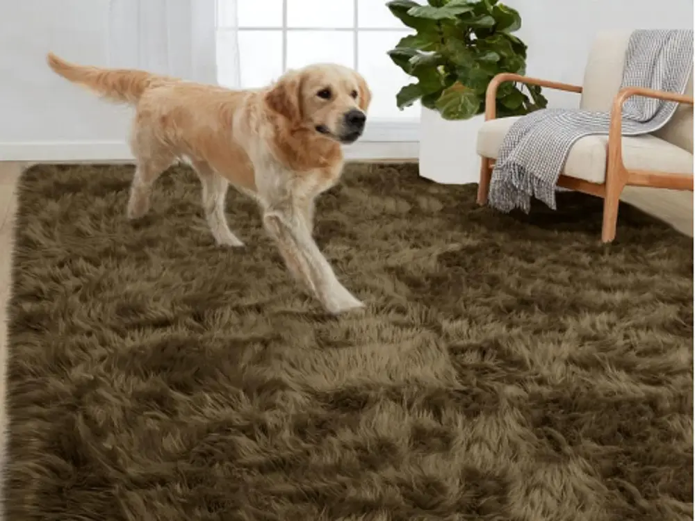 how to clean carpet after dog diarrhea