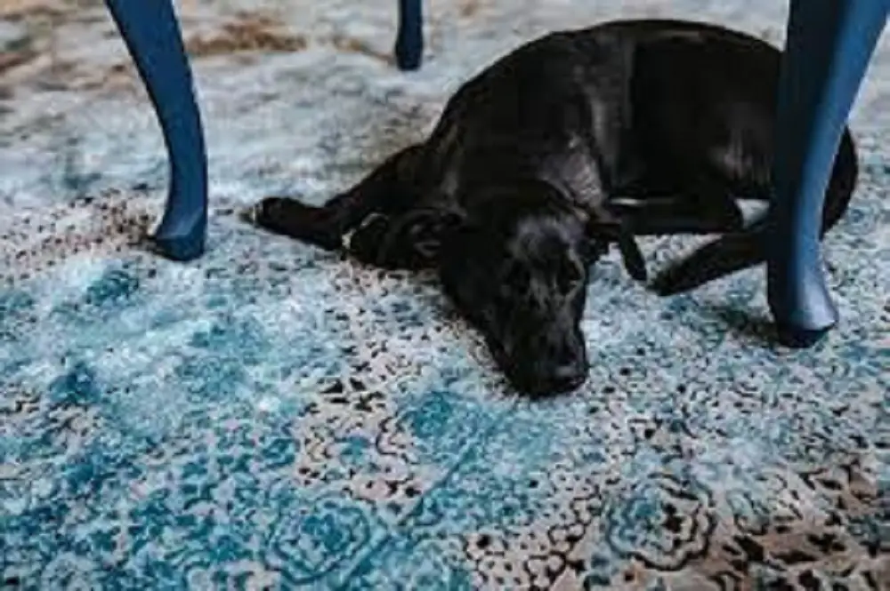 how to remove dog mess from carpets