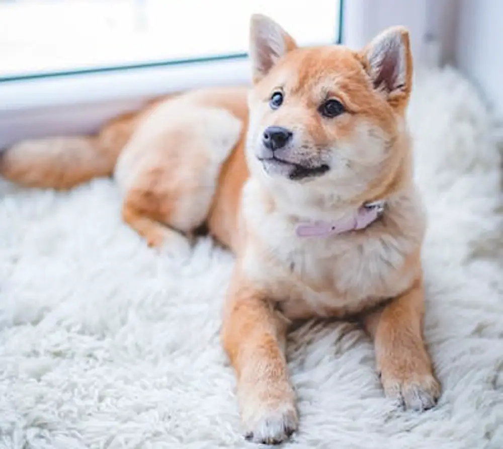 How Often to Clean Carpets with Pets: Pet-Friendly Tips for Carpet Care